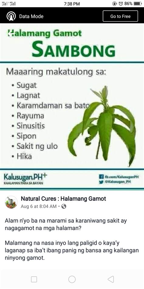 100 halamang gamot|HALAMABISA ᐅ Mga Halamang Gamot.